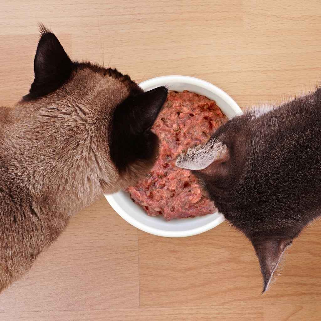 Gamelle de barf avec deux chats sans dents au dessus