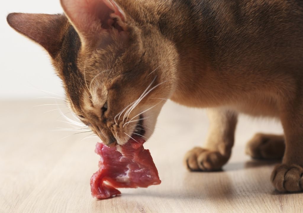 Chant mangeant un morceau de viande