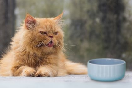 Chats sans dents devant une gamelle de nourriture