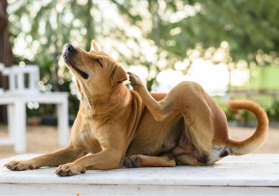 Chien qui se gratte