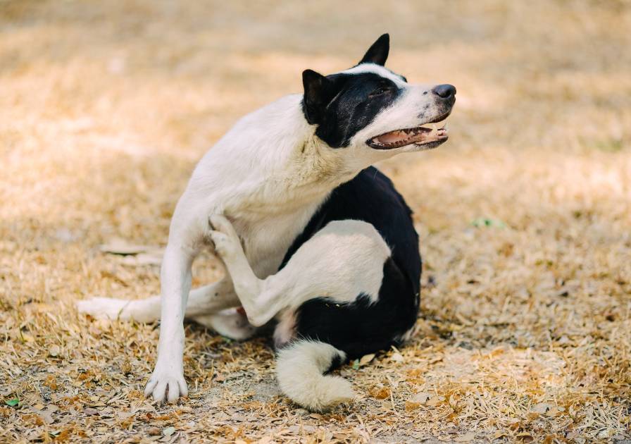 Chien qui se gratte dans un champs