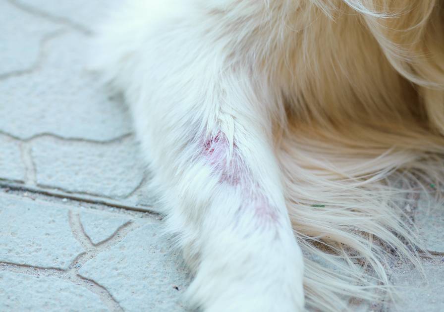 Irritation de la peau pour un chien qui mange des croquettes par exemple