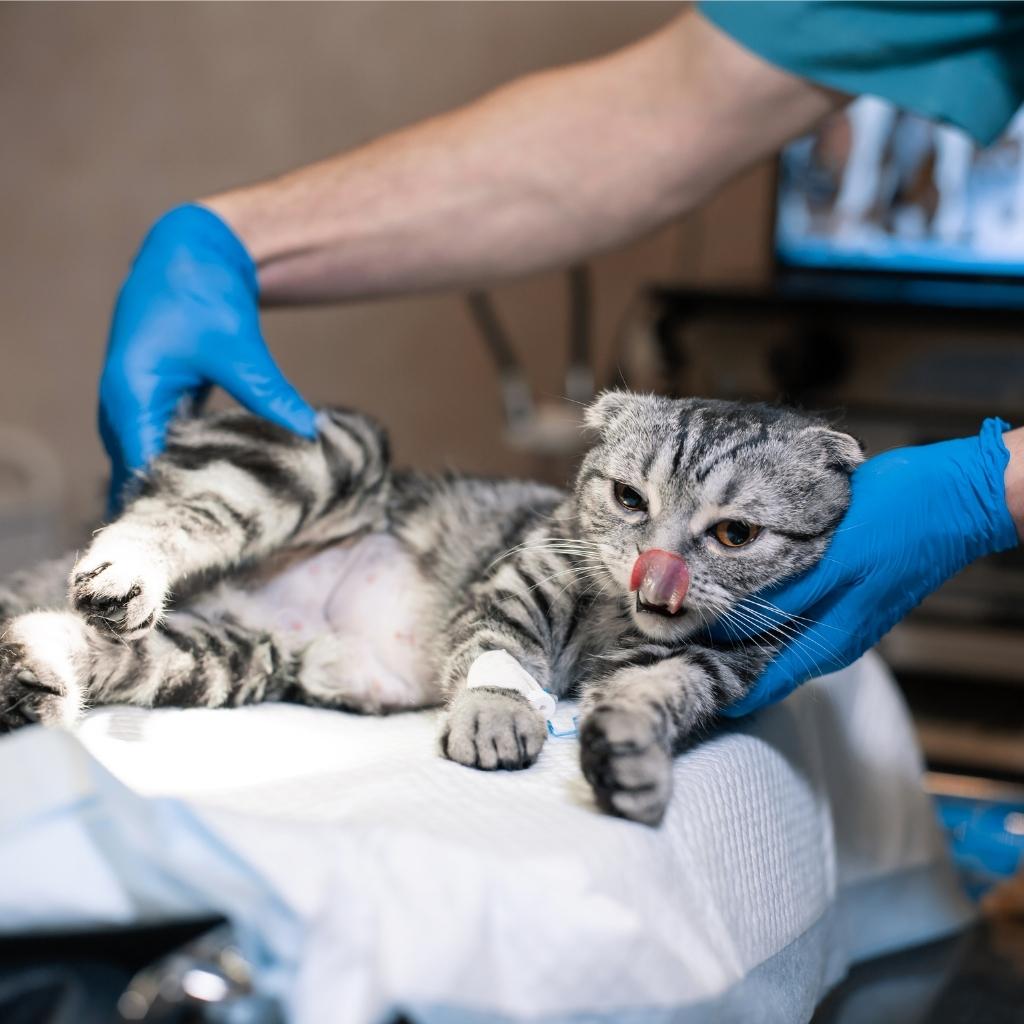 Chirurgie sur un chat pou extraction des dents