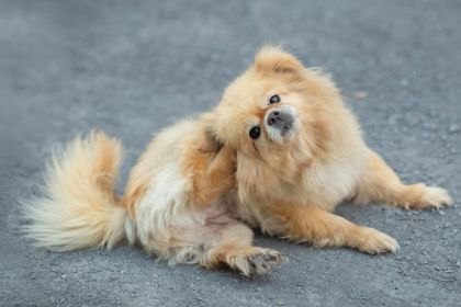 Donner des croquettes a un chien qui se gratte est une mauvaise idée