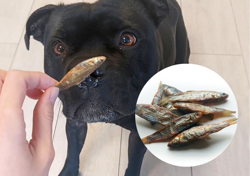 Petits poissons séchés et chien