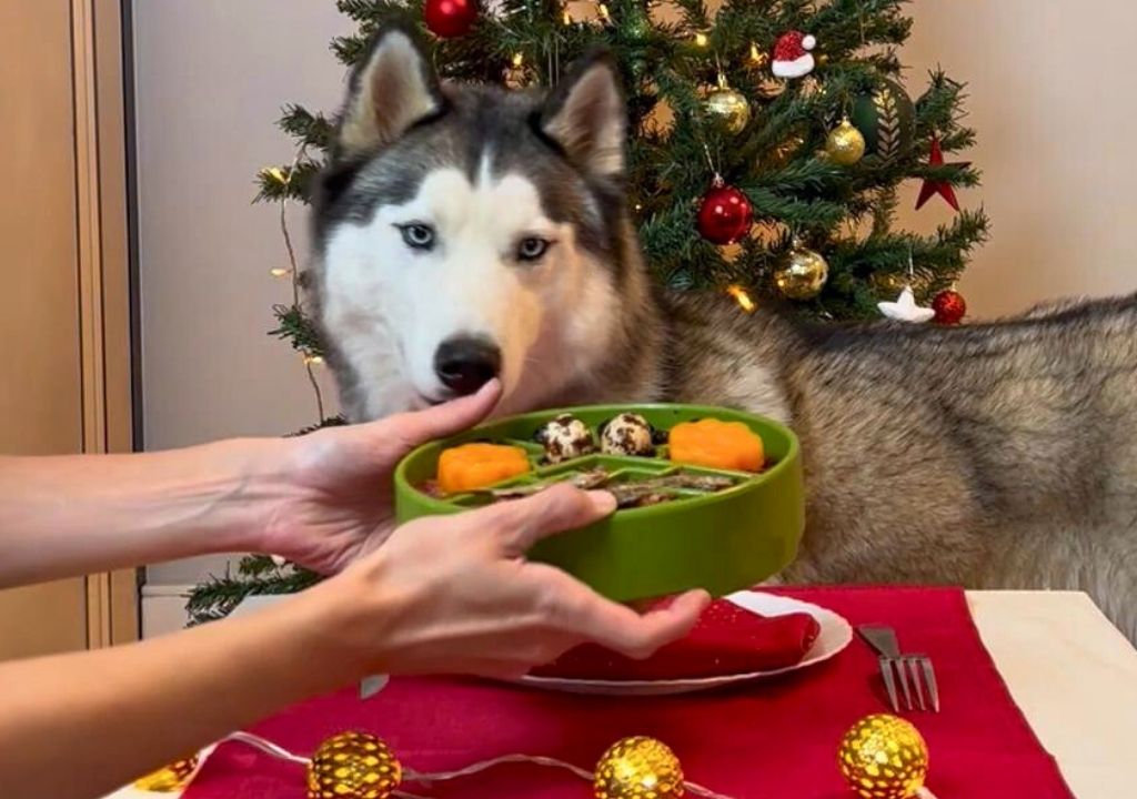 Repas de noel pour chien servi à table