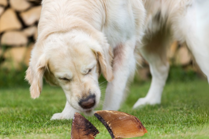 Chien reniflant des sabots de bœuf