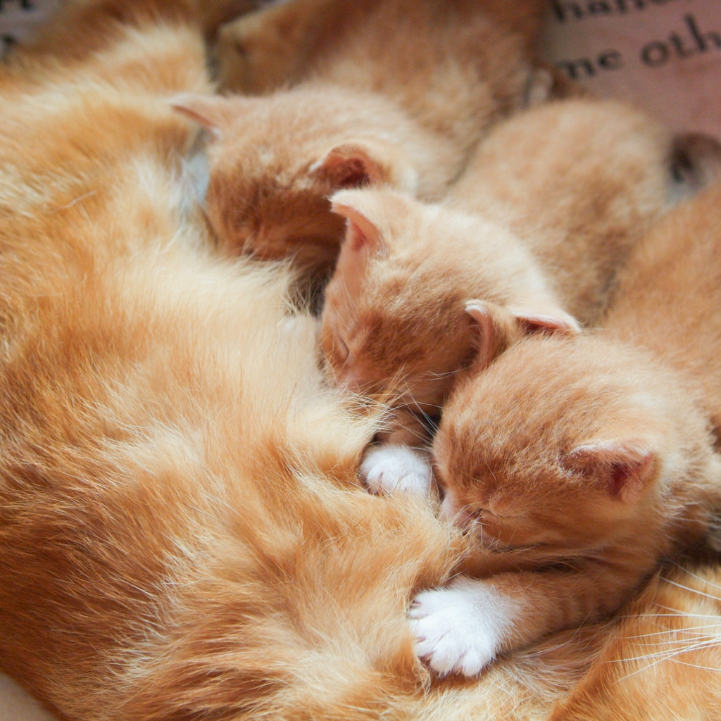 Chaton n’ayant pas encore effectué leur sevrage