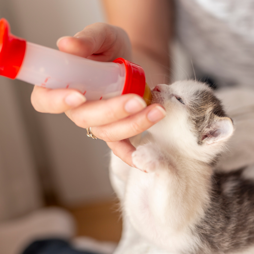 Chaton ayant eu un sevrage précoce buvant dans un biberon 