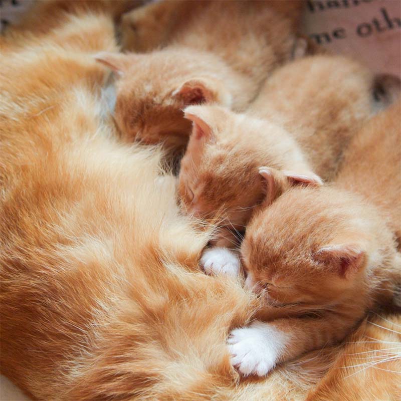 Chatons en train de têter leur mère