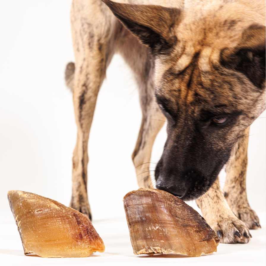 chien avec deux sabots de boeuf devant lui