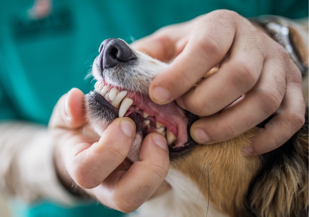 Dent d'un chien sans tartre grâce à la mastication de sabot de boeuf par exemple