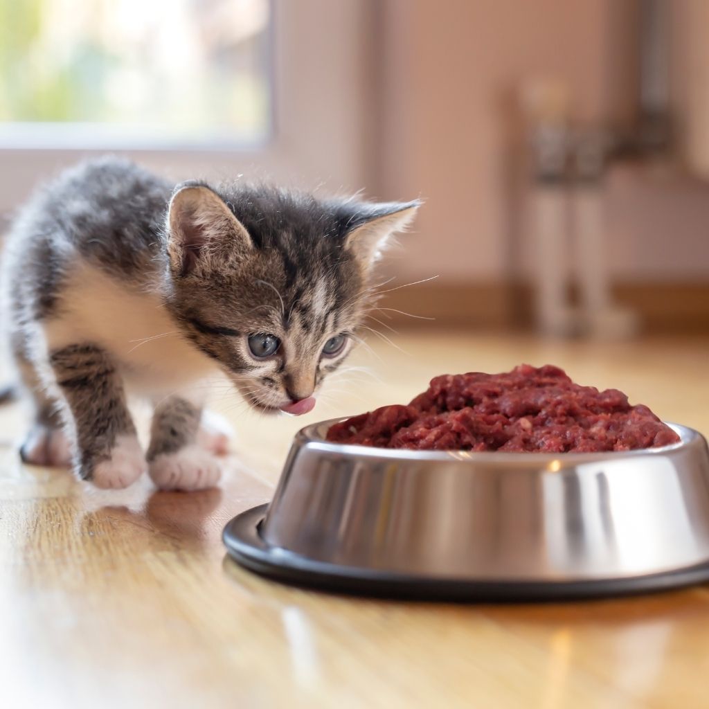 Chaton avec une gamelle de viande crue