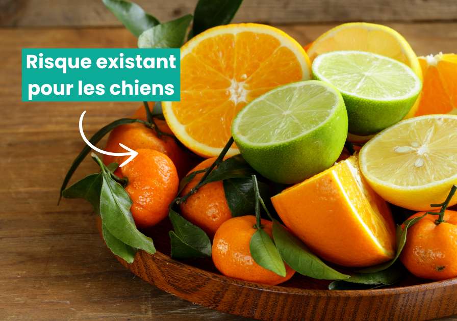 Panière d'agrumes posée sur une table