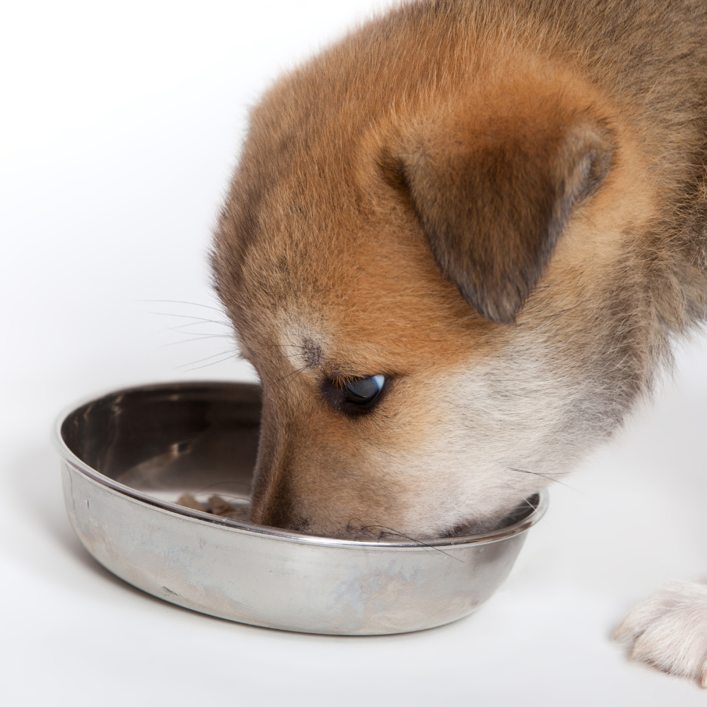 chiot ne pouvant pas rester sans manger