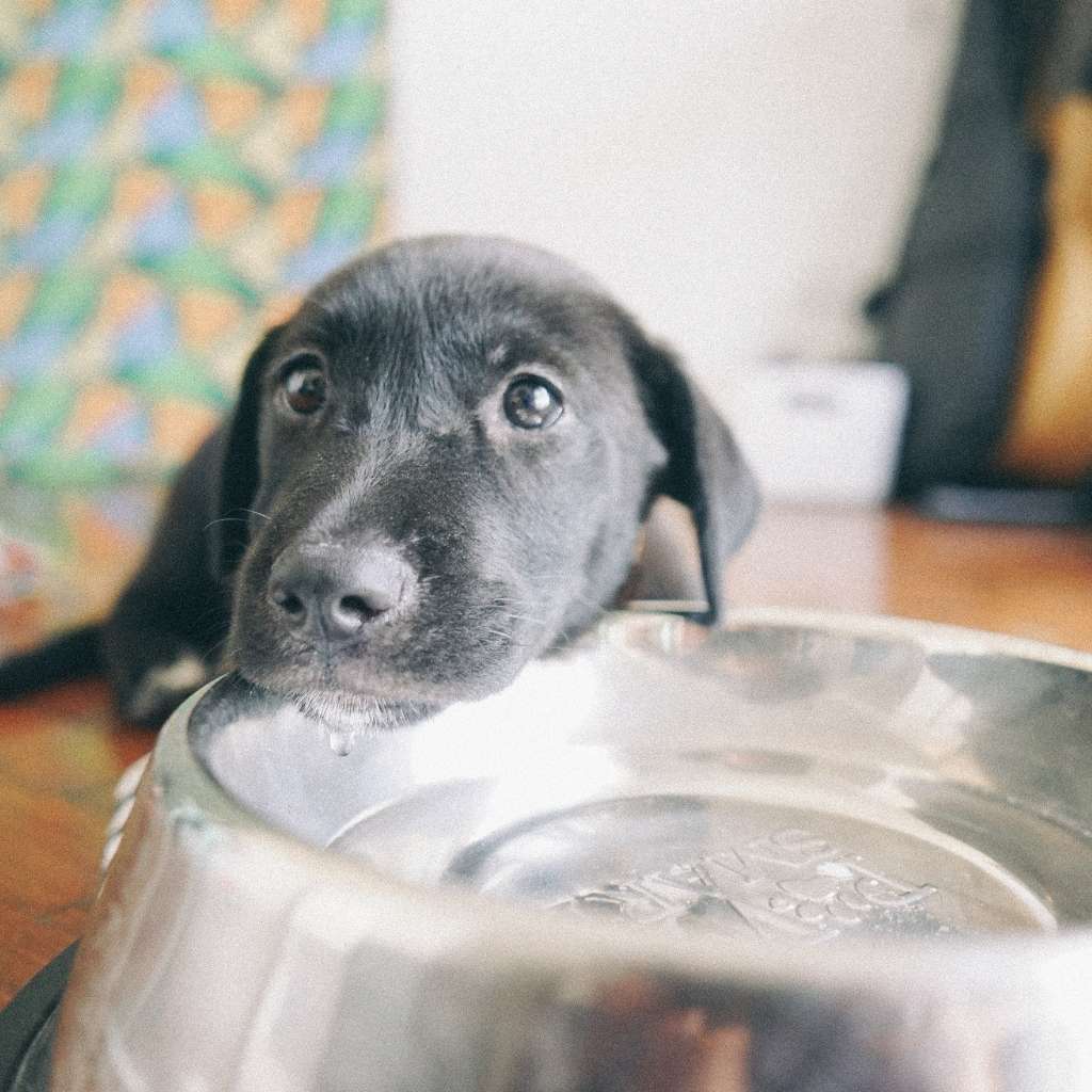 Chien qui reste sans manger devant une gamelle vide