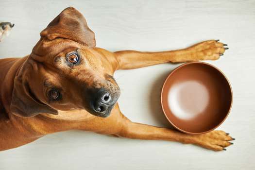 Chien devant une gamelle vide : combien de temps peut-il rester sans manger ?
