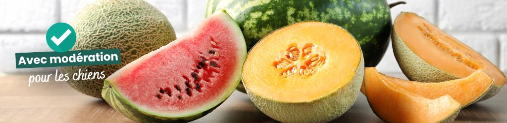 melon et pastèque avec la mention avec modération pour les chiens
