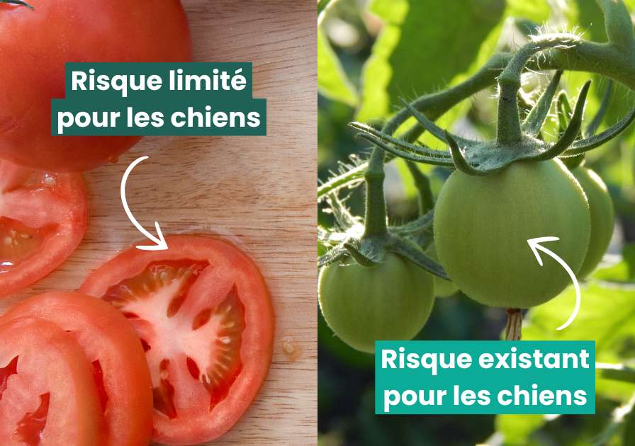 Tomate mure et tomate verte avec feuille : comparaison de la toxicité