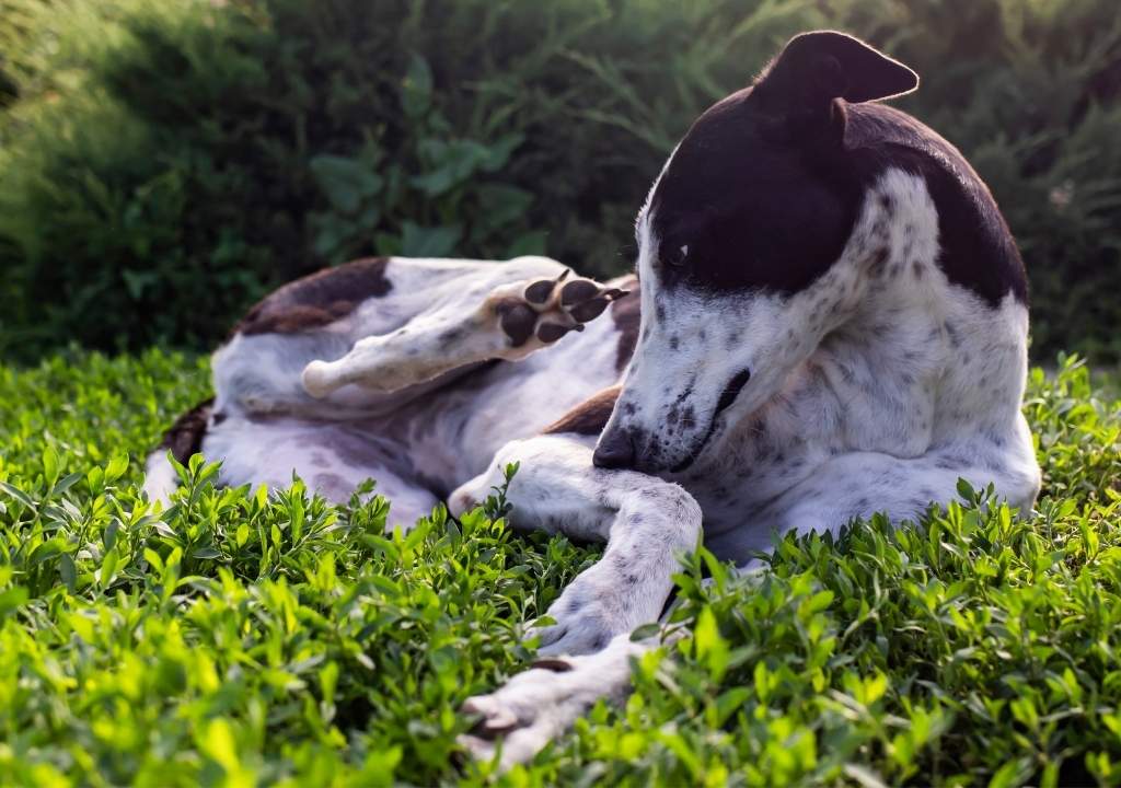 chien qui se gratte à cause de parasites