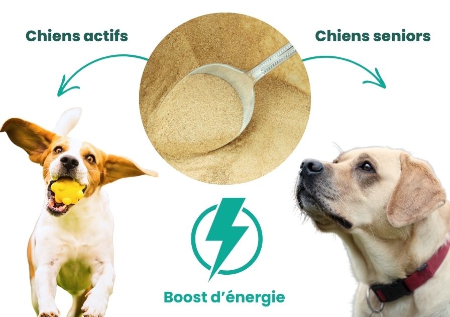 Illustration avec chien actif et chien senior : boost d'énergie avec levure de bière