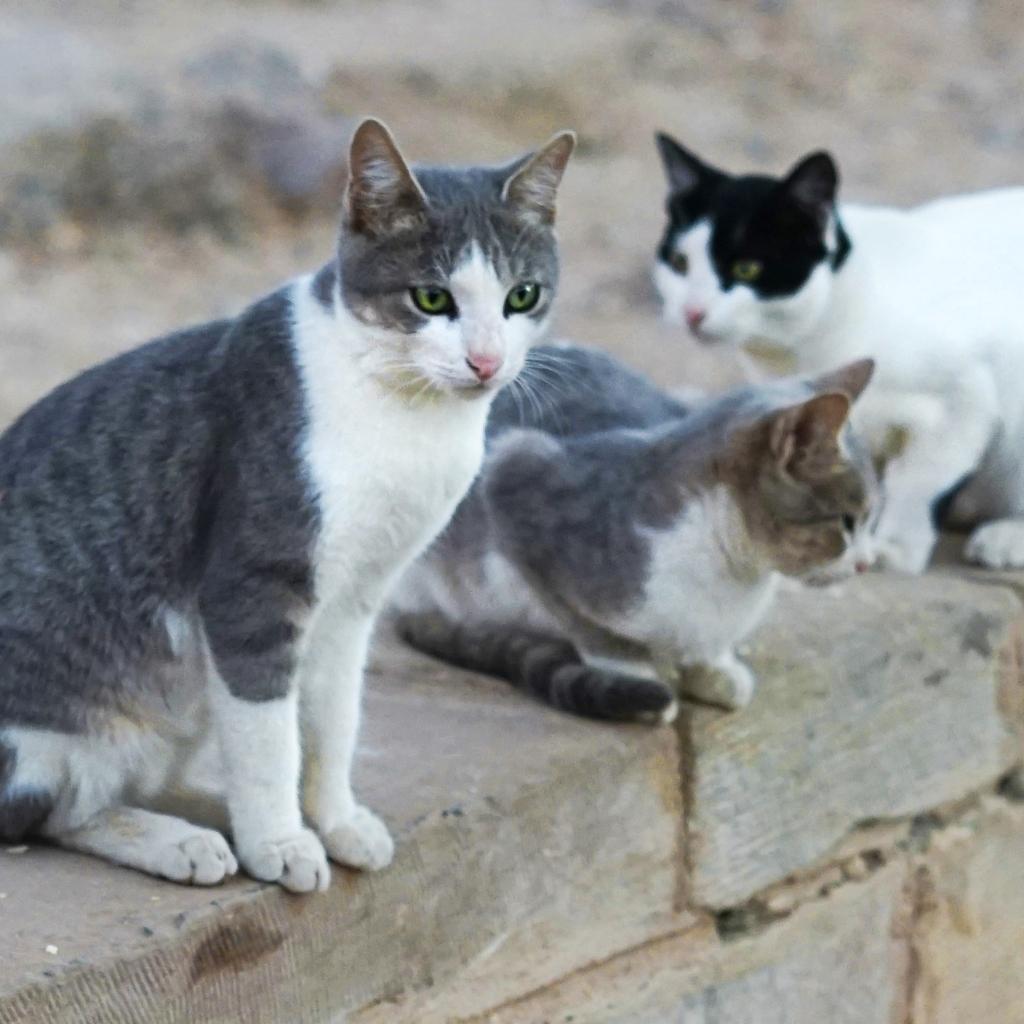 trois chats sur un murets avec des besoins nutritionnels différents