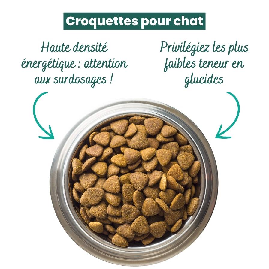 Croquettes pour chat : conseils pour bien choisir la ration journalière