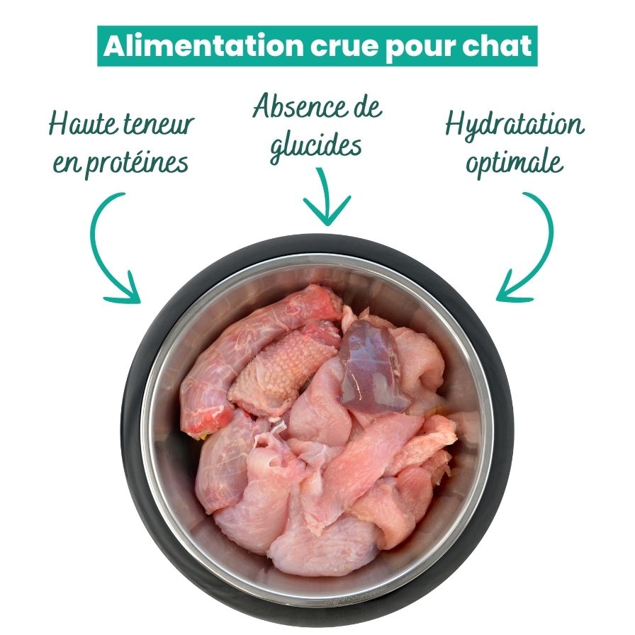 Alimentation crue pour chat : conseils pour bien choisir la ration journalière
