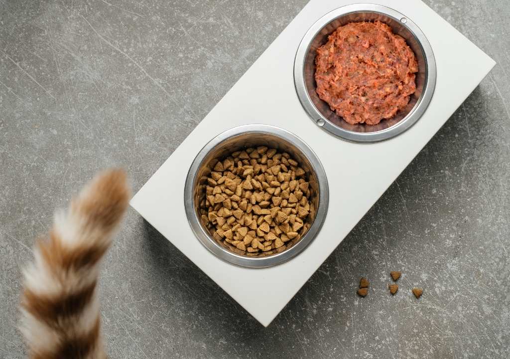 Ration pour chat dans deux gamelles