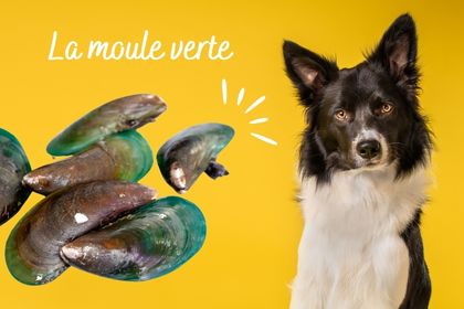 la moule verte allié naturel des articulations de votre chien