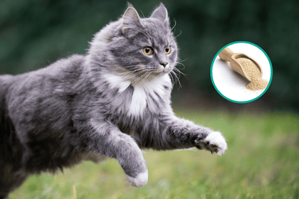 levure de bière pour chat