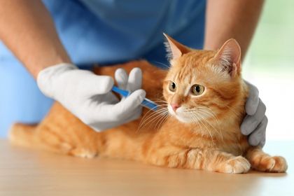 Un chat qui a le diabete chez le vétérinaire