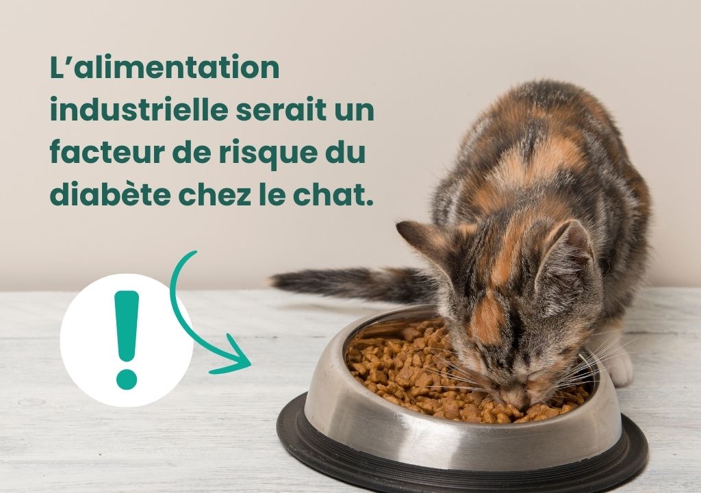 Chat qui mange des croquettes et mention du facteur de risque pour le diabète chez le chat