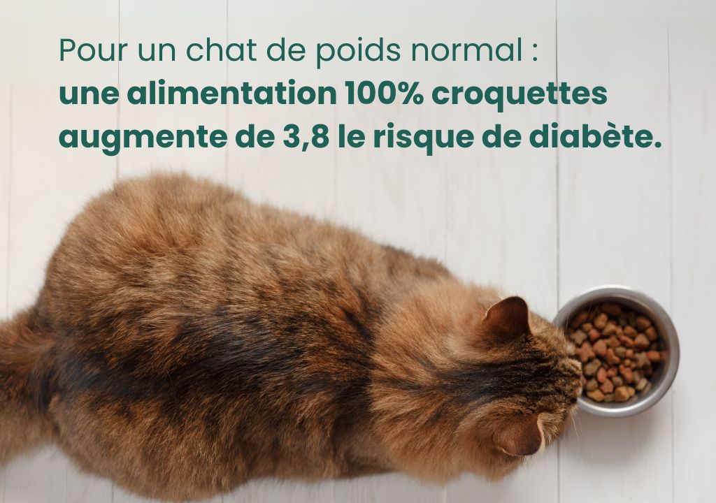Pour un chat de poids normal :
une alimentation 100% croquettes augmente de 3,8 le risque de diabète.