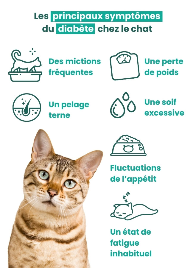 Liste des symptômes du diabete chez le chat