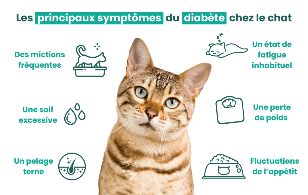 Liste des symptômes du diabete chez le chat