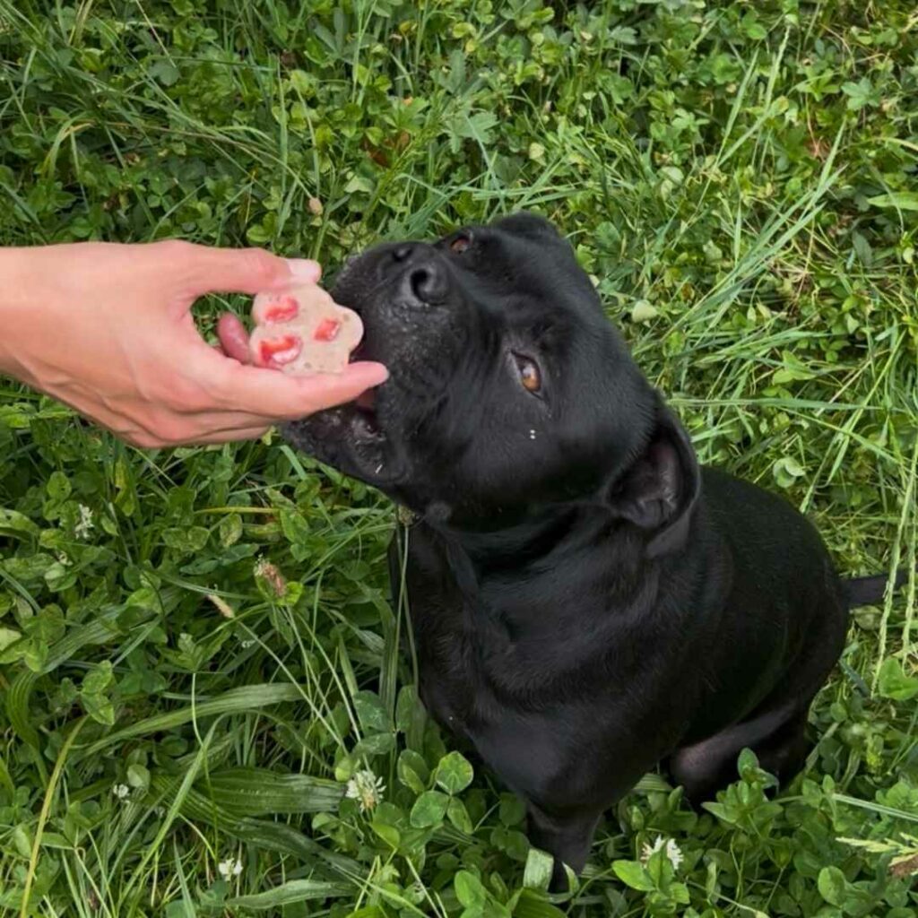 Friandise rafraichissante pour chien