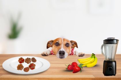 friandise rafraichissante pour chien