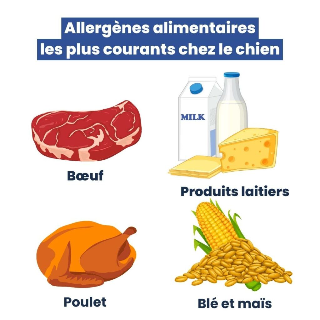 Les allergènes alimentaires les plus courants chez le chien
