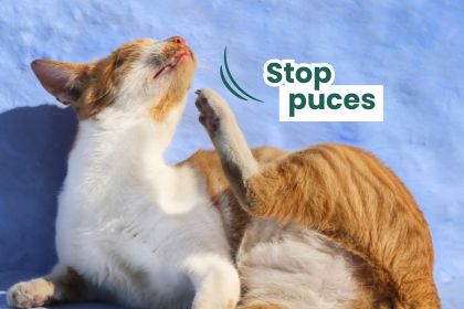 Un chat qui se gratte sans anti-puces naturel