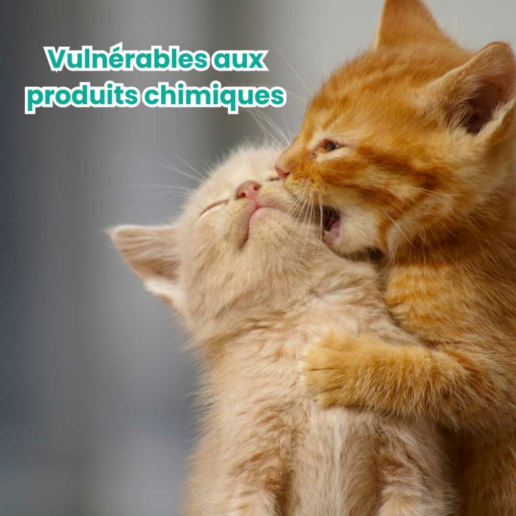 chatons solution anti puce