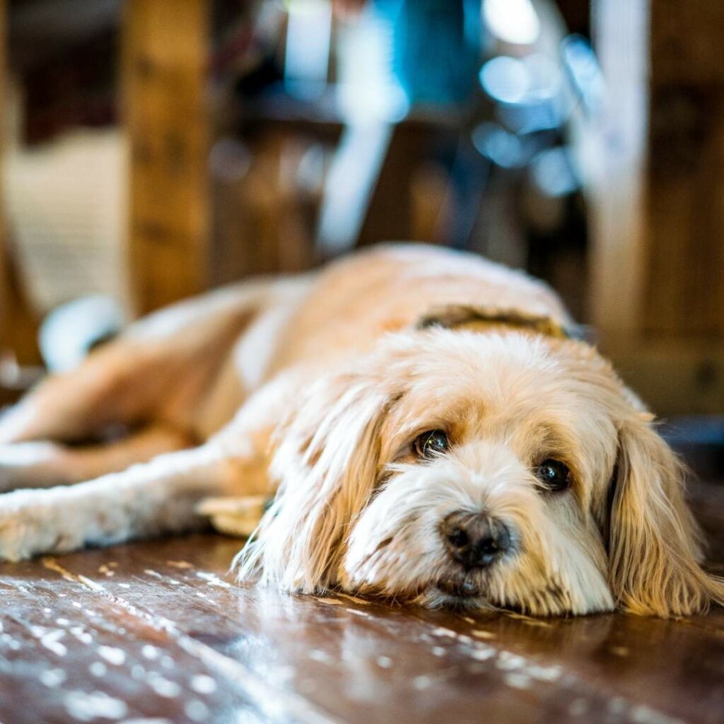 Chien allongé au sol souffrant de constipation