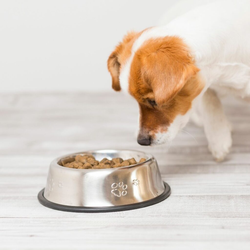 Chien devant une gamelle de croquettes