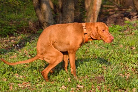chien avec de la constipation
