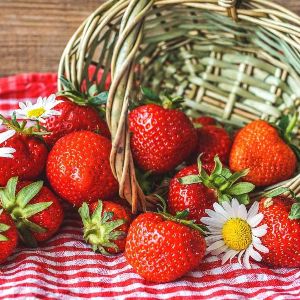 friandise rafraîchissante pour chien la fraise