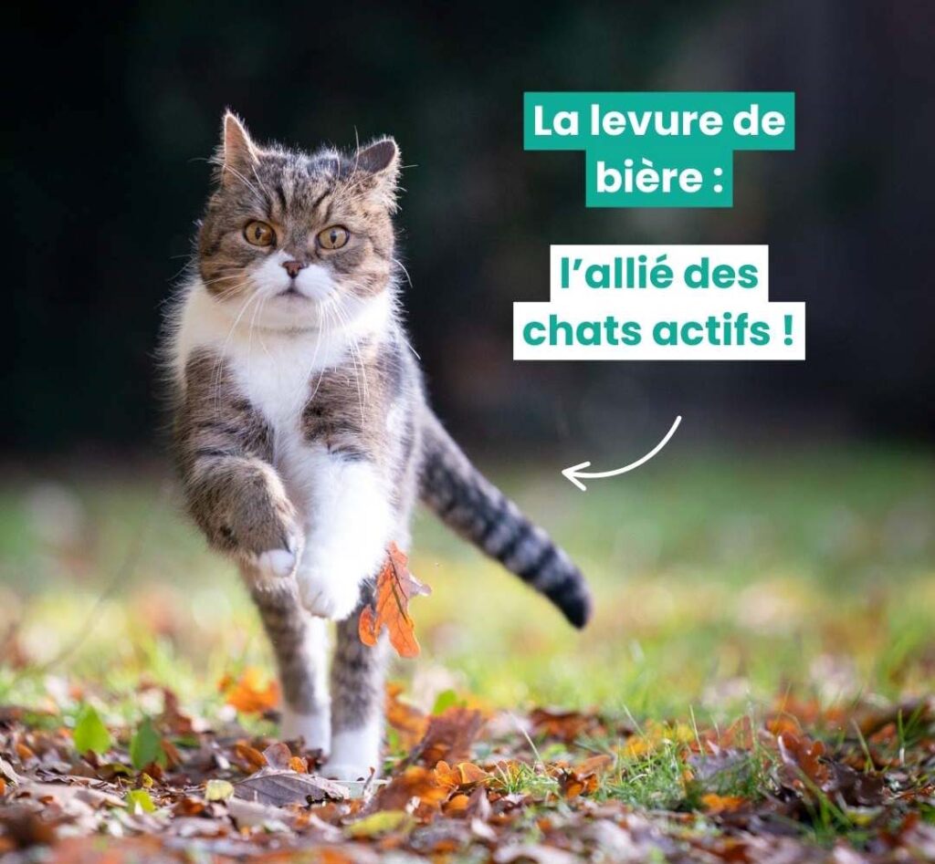 La levure de bière : l'allié des chats actifs