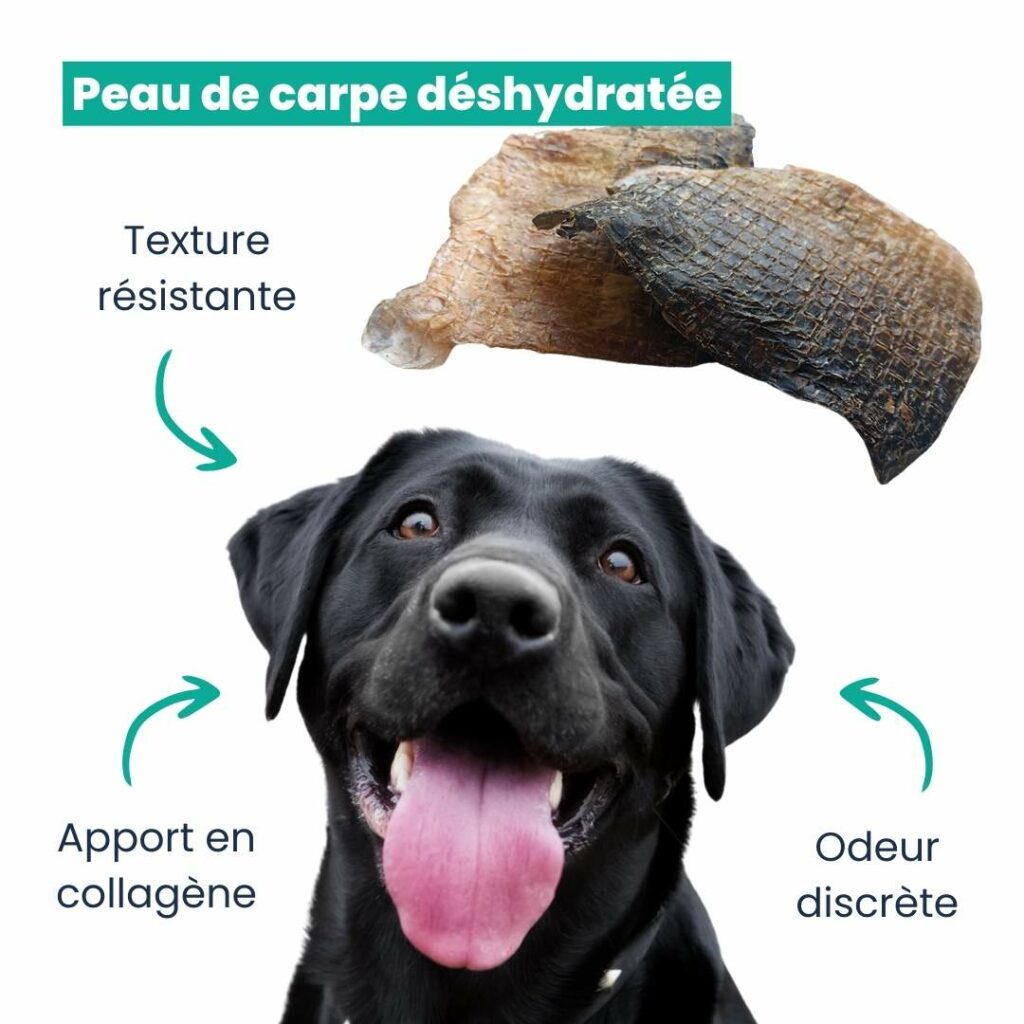 Schéma des nombreux bienfaits de la peau de carpe pour le chien