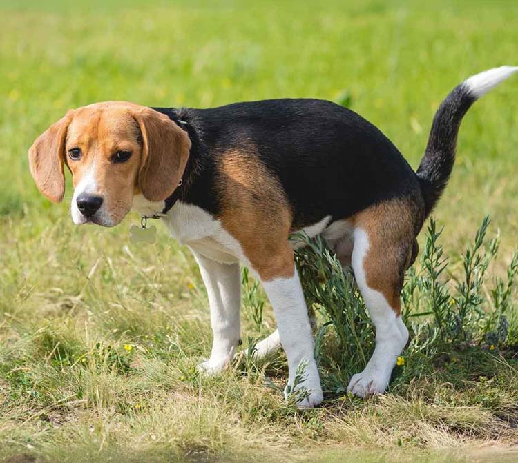Chien dans l'herbe
