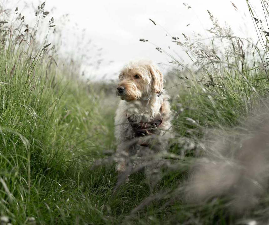 tiques_sur_un_chien_herbes_hautes_risques_3 Chien dans les herbes hautes : environnement à risque pour les tiques