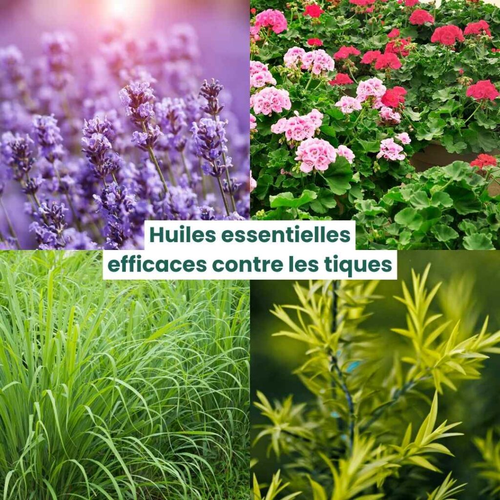 4 sortes de plantes dont les huiles essentielles sont efficaces contre les tiques sur un chien